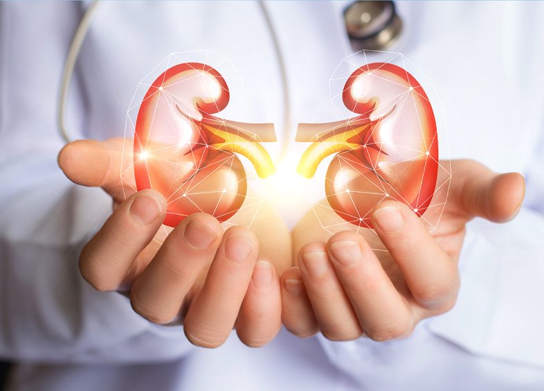 Doctor supports kidneys healthy concept design .